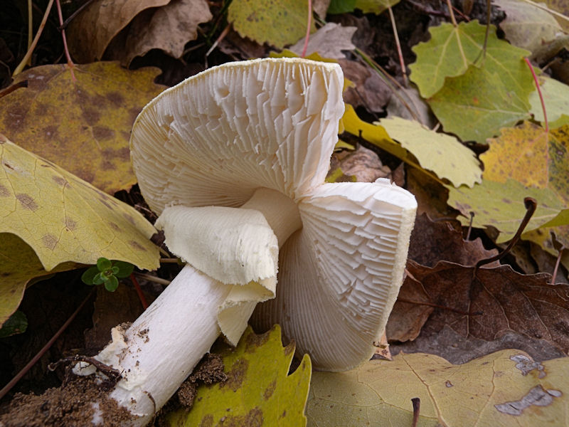 Per chi si vuol divertire!