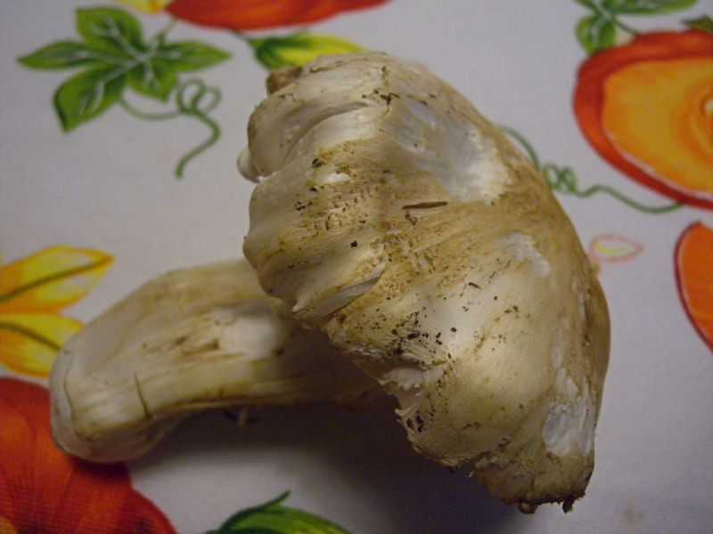 Tricholoma?