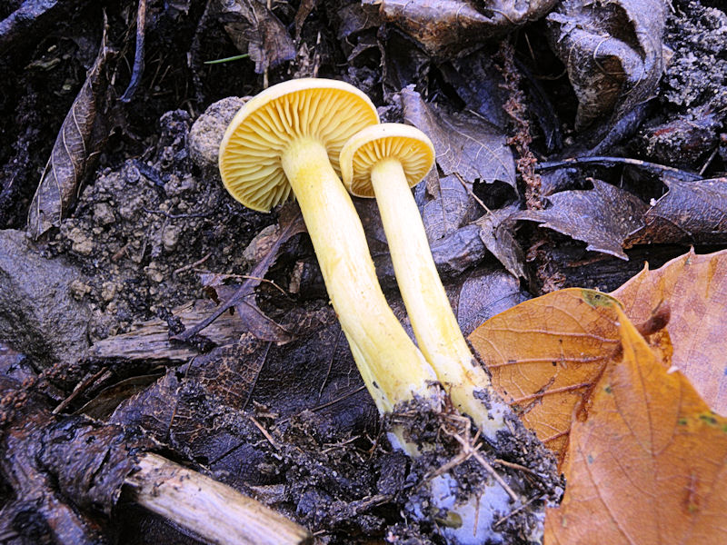 Per chi si vuol divertire!