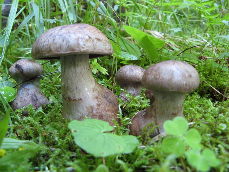 Per chi si vuol divertire!