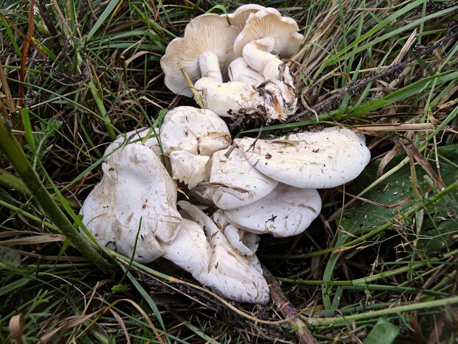 Per chi si vuol divertire!