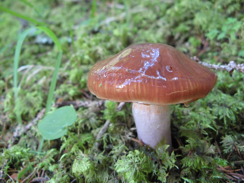 Per chi si vuol divertire!