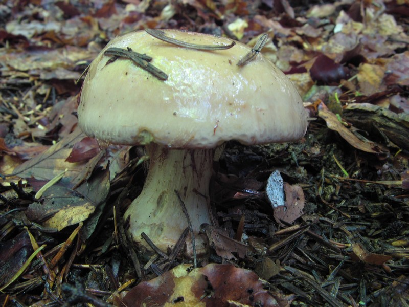 Per chi si vuol divertire!