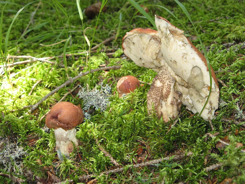 Per chi si vuol divertire!