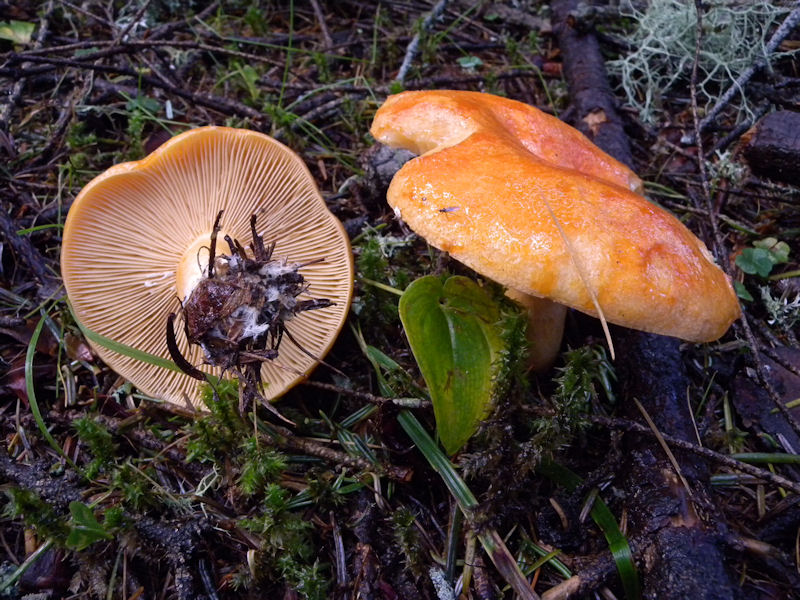 Per chi si vuol divertire!