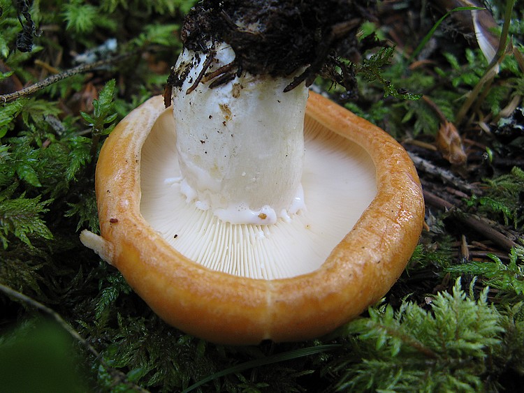 Per chi si vuol divertire!