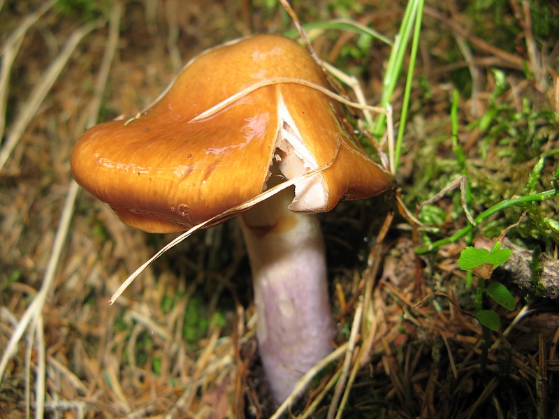 Per chi si vuol divertire!