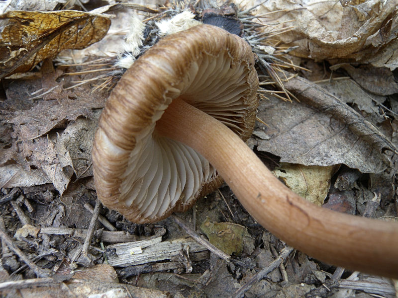 Inocybe?