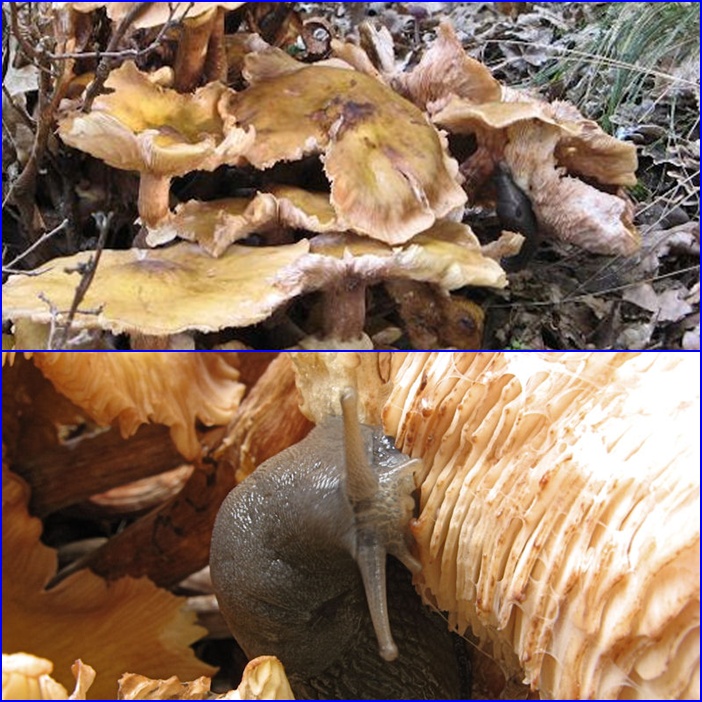 Per chi si vuol divertire!