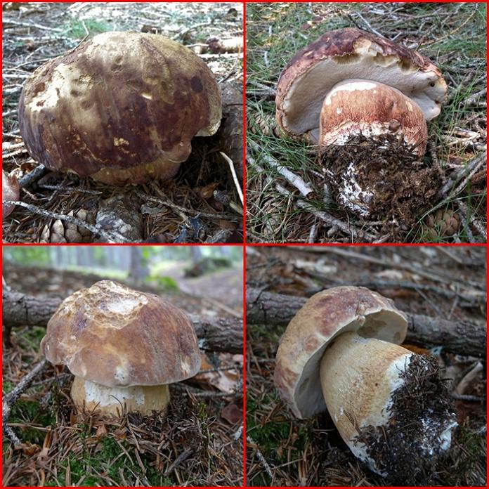 Ritrovamenti in 3 ettari di bosco