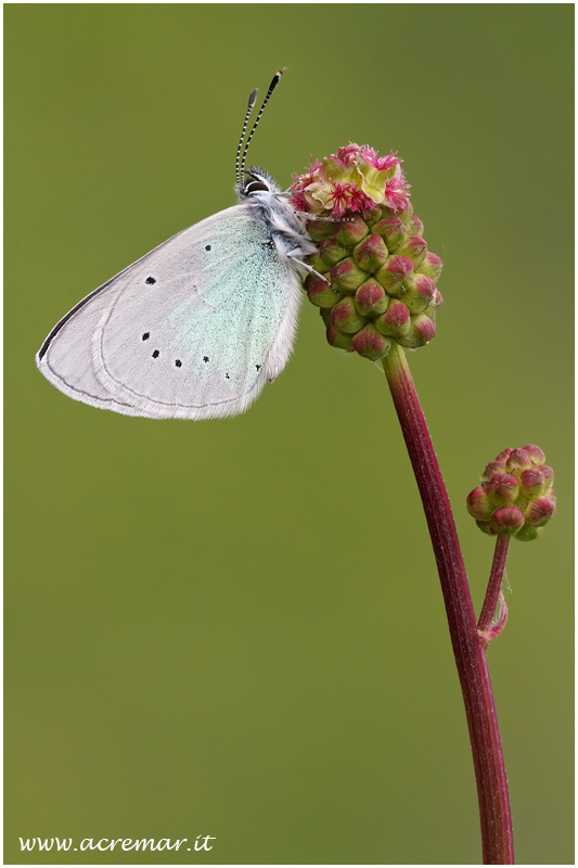 Licenide da identificare