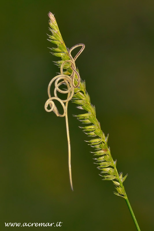 Gordius sp.