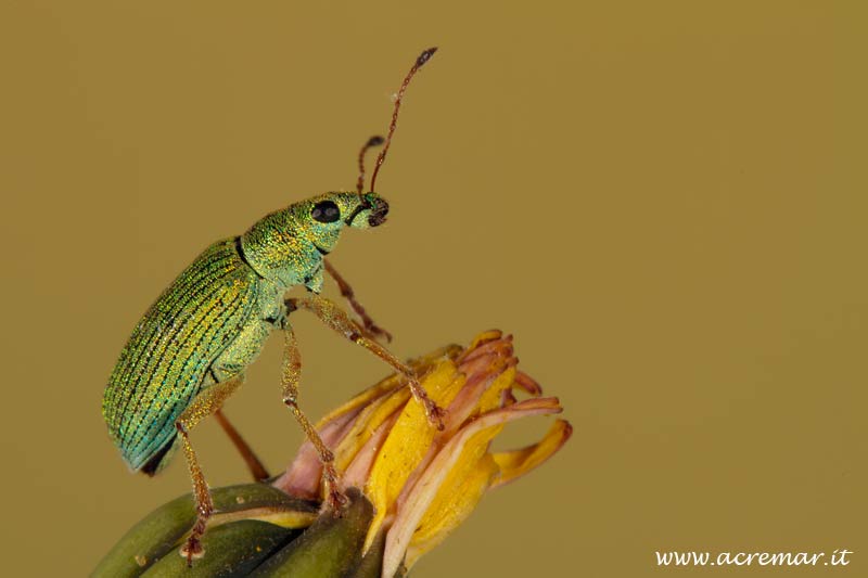 Polydrusus formosus - Curculionidae