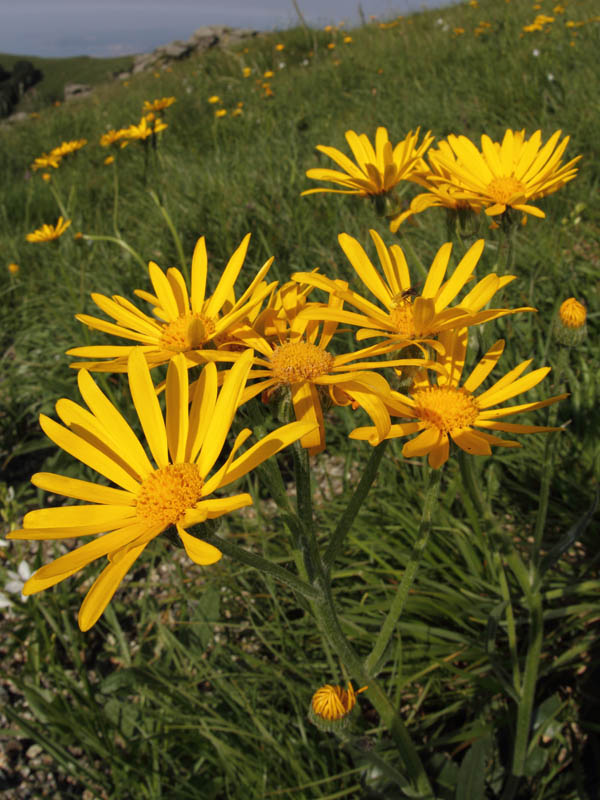 Senecio provincialis