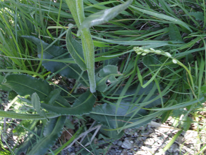 Senecio provincialis