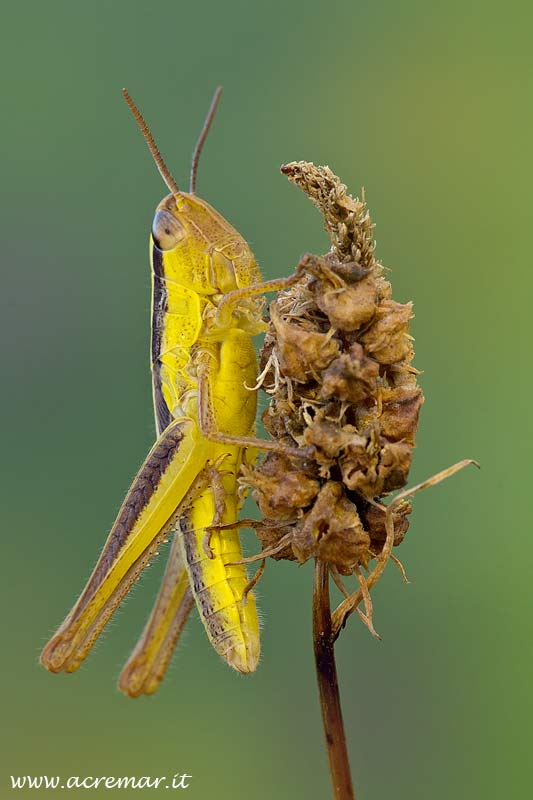 Ortottero giallo