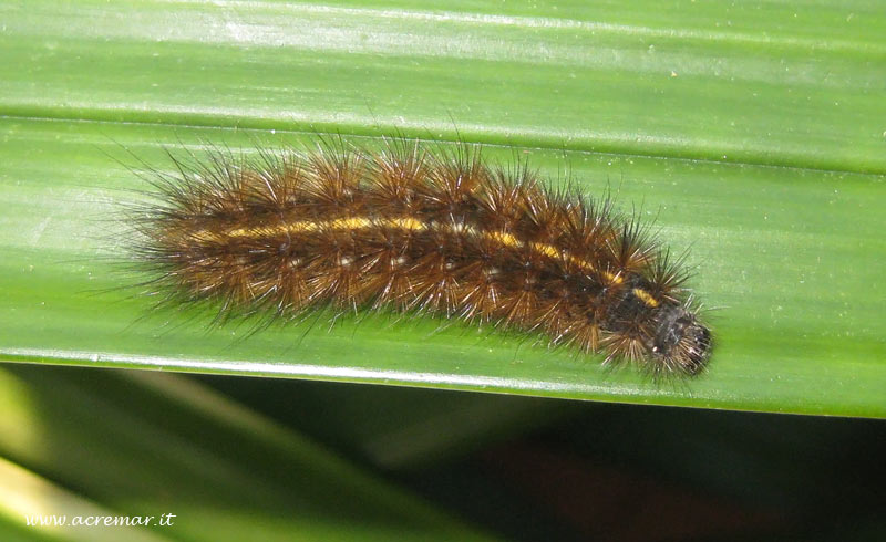 Bruco da identificare