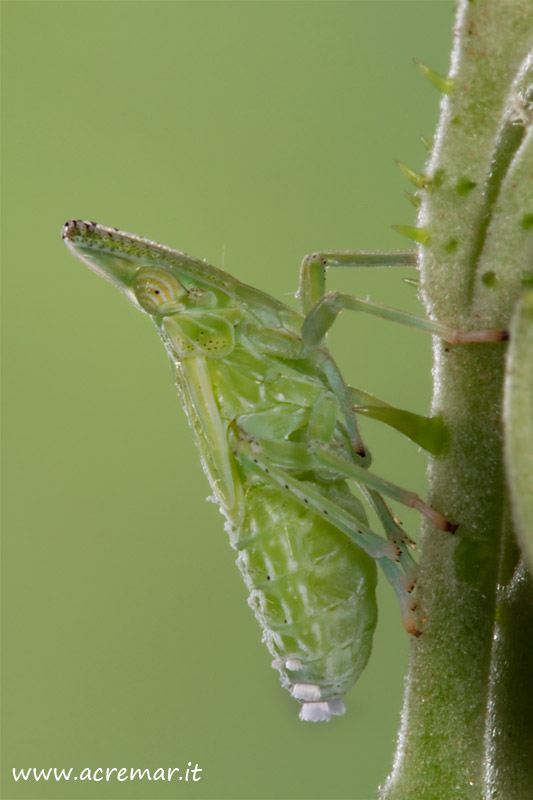 Dictyophara europaea? S, una ninfa