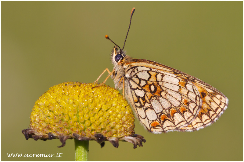 melitaea athalia? Si