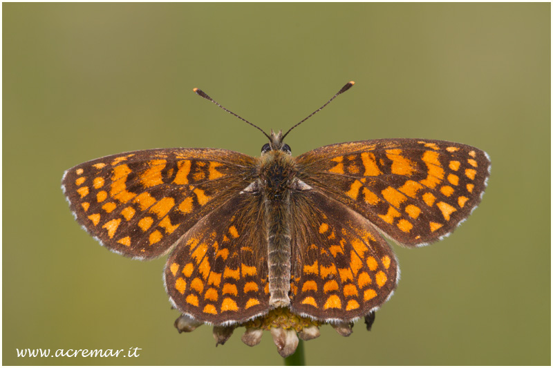 melitaea athalia? Si