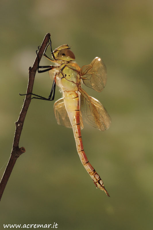 Anax ephippiger, femmina