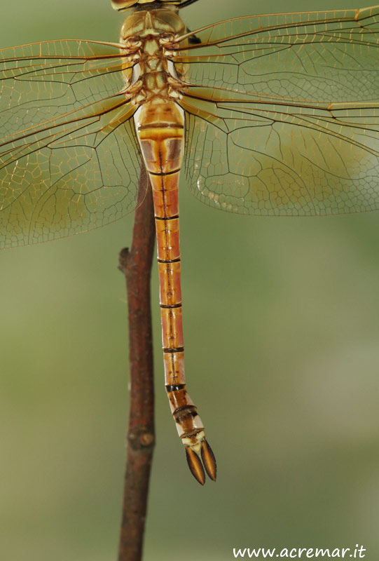 Anax ephippiger, femmina