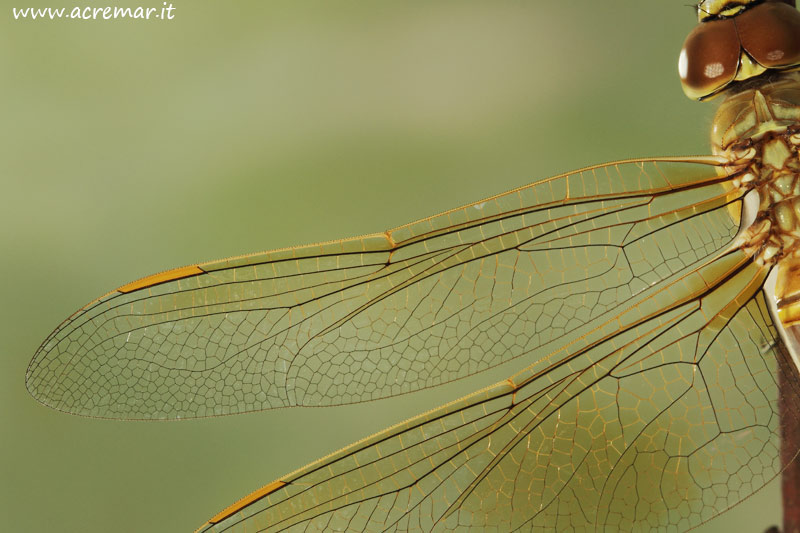 Anax ephippiger, femmina