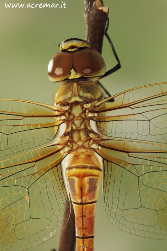 Anax ephippiger, femmina