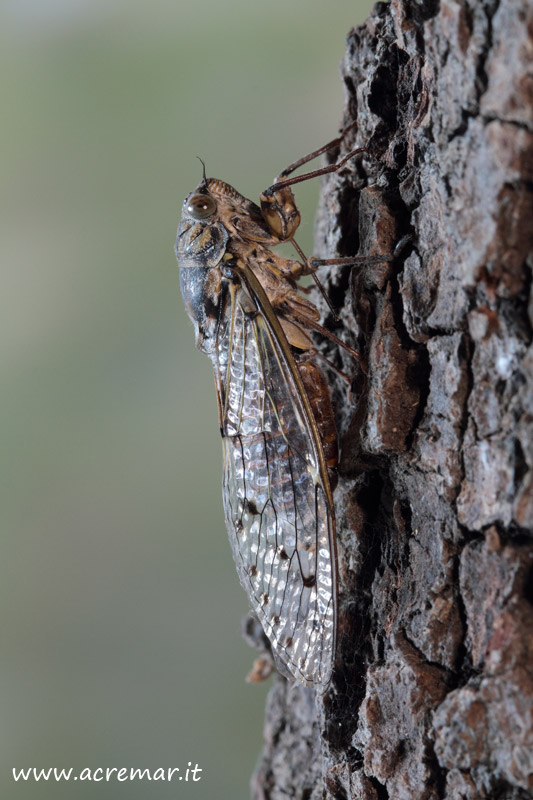 Cicada orni e Tibicinina da identificare
