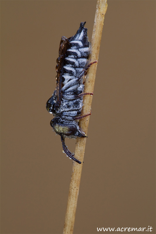 maschio di Coelioxys addormentato