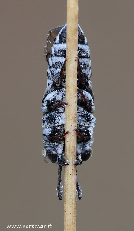 maschio di Coelioxys addormentato