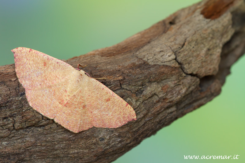 falena da identificare - Cyclophora (Cyclophora) puppillaria