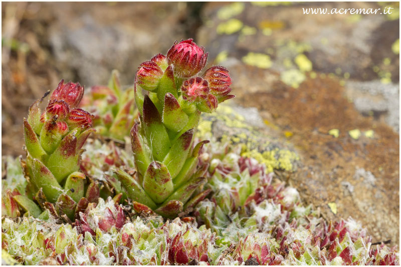 Sempervivum arachnoideum