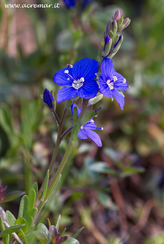 Veronica fruticans