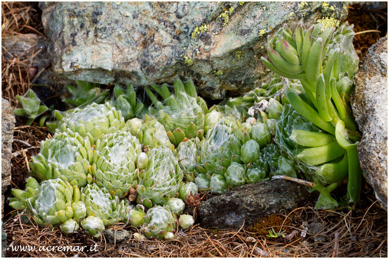 Sempervivum arachnoideum