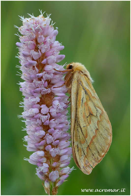 Falena da identificare - Hepialus humuli