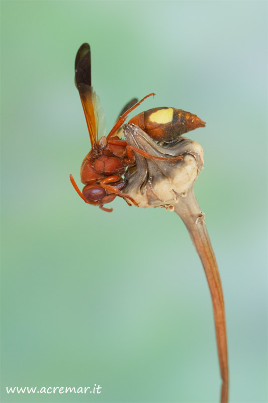 Rhynchium oculatum (Vespidae Eumeninae) addormentato
