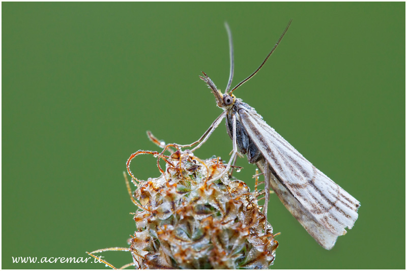 Chrysocrambus cassentiniellus