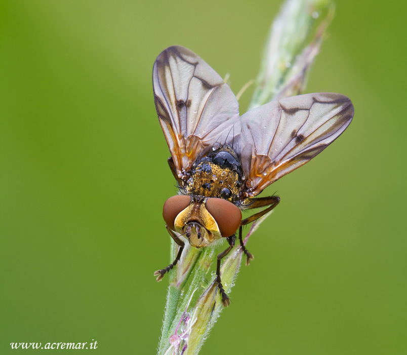 Mosca da identificare