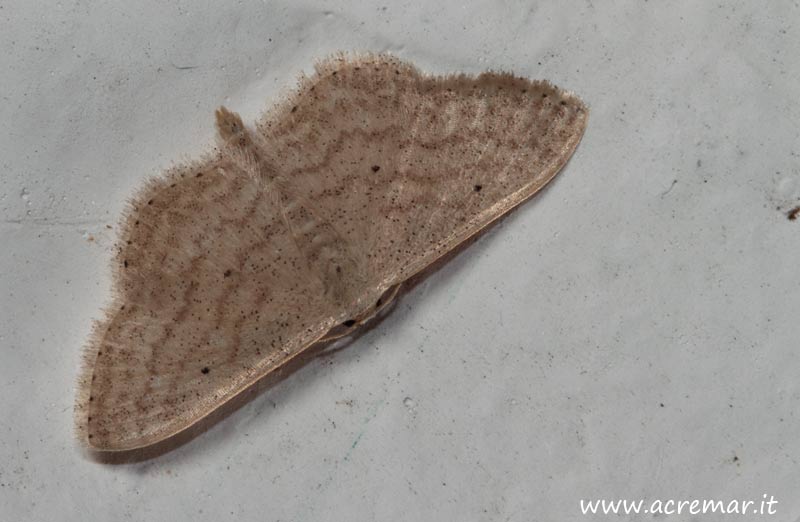 Idaea seriata ? No, Scopula minorata