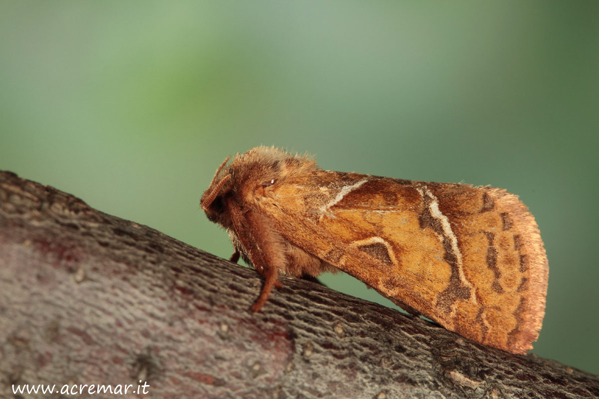 Falena da determinare 3 - Triodia sylvina