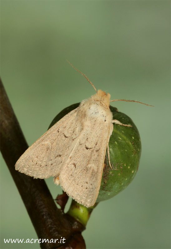 falena da identificare : Mythimna (Hyphilare) ferrago