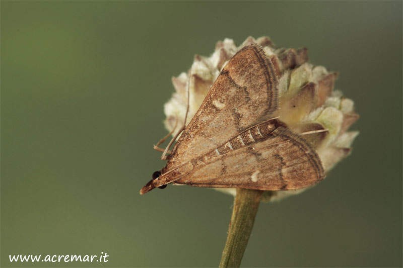 Falena da determinare 2 : Dolichartrhia punctalis ♀