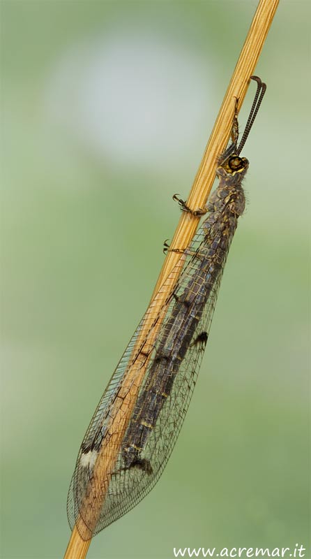 Distoleon tetragrammicus