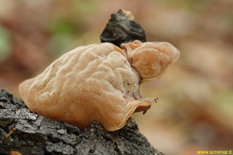 Auricularia?