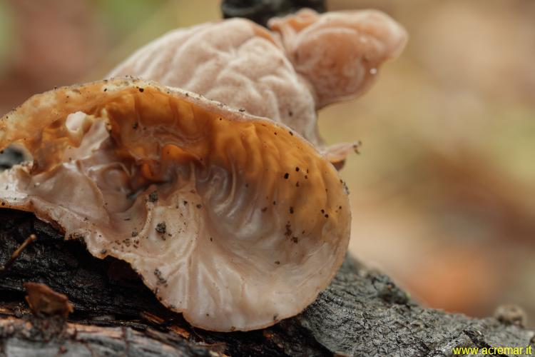 Auricularia?