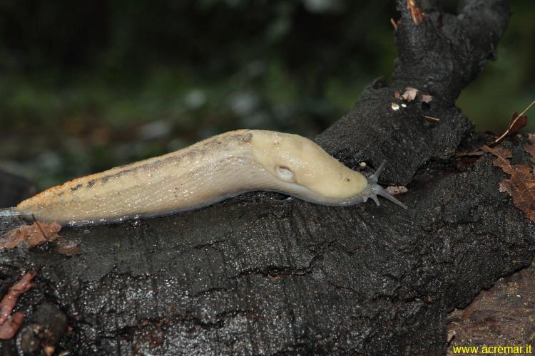 Limax aldrovandi Moquin-Tandon 1855 da Portofino (GE)