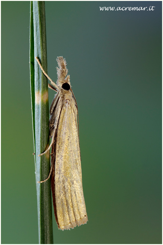 Crambide da identificare