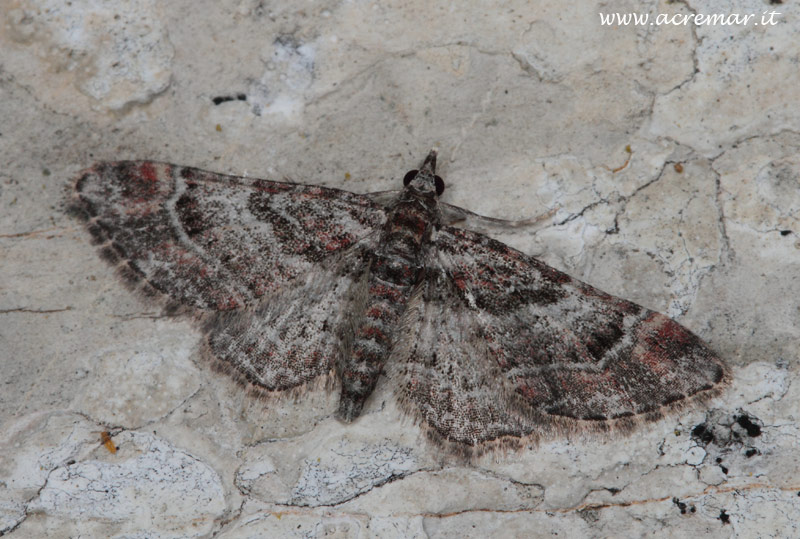 Falena da identificare
