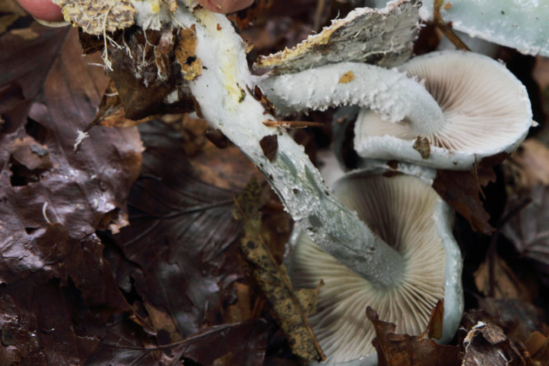 Stropharia aeruginosa?